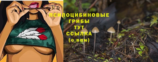 сатива Аркадак